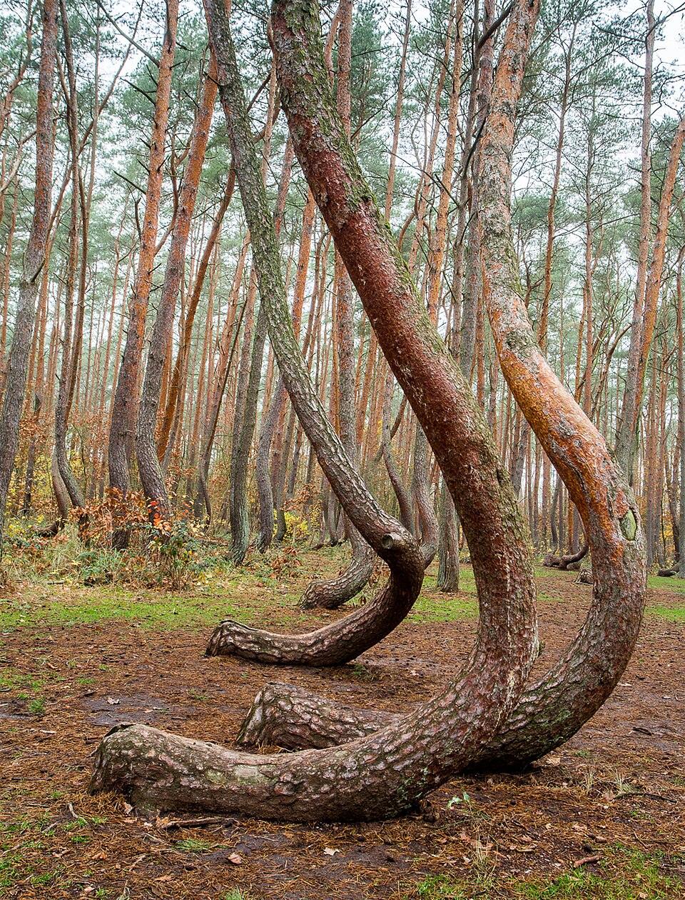 El Bosque Torcido, Polonia