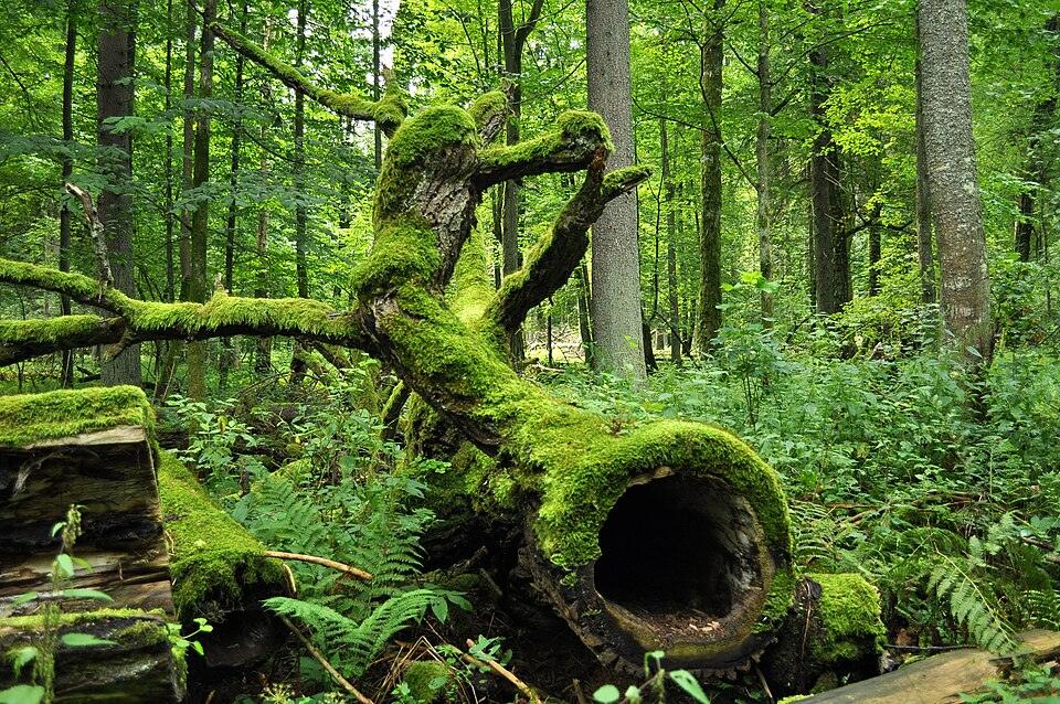 Reserva Natural de Białowieża, Polonia / Bielorrusia
